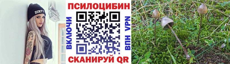 как найти наркотики  ссылка на мегу маркетплейс  Псилоцибиновые грибы Cubensis  Никольск 